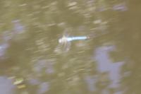 Anax imperator