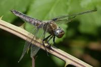 Libellula fulva