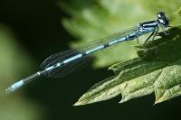 Coenagrion puella