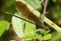Calopteryx virgo