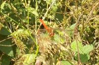 Sympetrum sanguineum