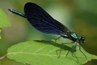 Calopteryx virgo