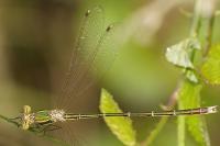 Lestes barbarus