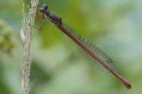 Ceriagrion tenellum