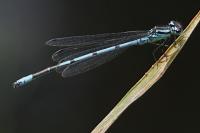 Coenagrion puella