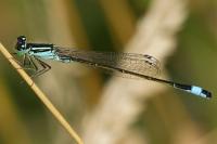 Ischnura elegans