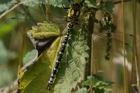 Aeshna cyanea