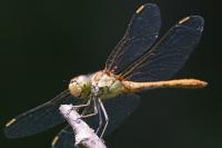 Sympetrum meridionale