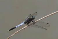 Orthetrum albistylum