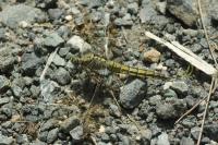 Orthetrum cancellatum