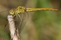 Sympetrum meridionale