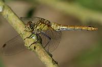 Sympetrum sanguineum