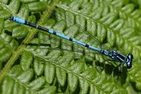 Coenagrion puella
