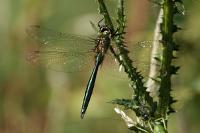 Somatochlora metallica