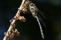 Cordulegaster boltonii