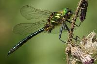 Somatochlora metallica