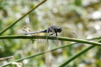 Orthetrum coerulescens