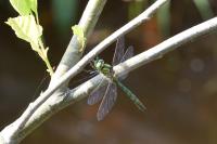 Somatochlora metallica