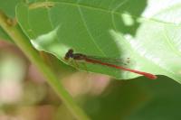 Ceriagrion tenellum