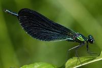 Calopteryx virgo