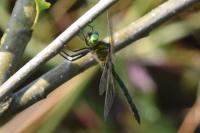 Somatochlora metallica