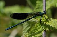 Calopteryx splendens