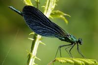 Calopteryx virgo