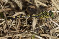Onychogomphus forcipatus