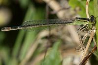 Ischnura elegans