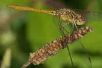 Sympetrum meridionale