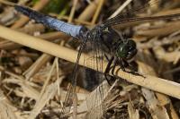 Orthetrum cancellatum