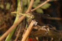 Sympetrum meridionale