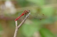 Sympetrum sanguineum