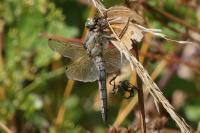 Orthetrum cancellatum