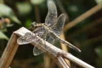 Orthetrum cancellatum