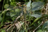 Gomphus pulchellus