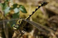 Onychogomphus forcipatus