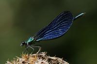 Calopteryx virgo