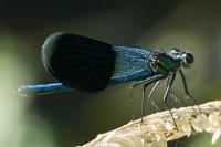 Calopteryx splendens