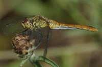 Sympetrum sanguineum