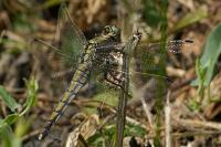 Orthetrum cancellatum
