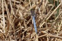 Orthetrum coerulescens