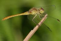 Sympetrum meridionale