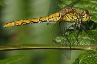 Sympetrum sanguineum