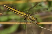 Orthetrum cancellatum