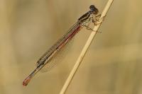 Ceriagrion tenellum