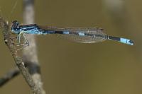 Coenagrion scitulum
