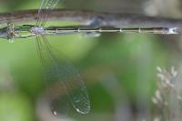Lestes barbarus