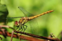 Sympetrum sanguineum