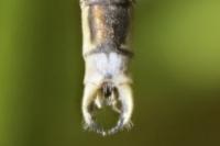 Lestes barbarus